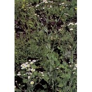 Balsamite - Menthe Coq en vrac Balsamite - Menthe Coq en vrac