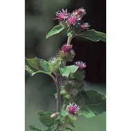 Bardane feuilles en vrac Bardane feuilles en vrac