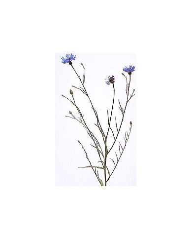 Bleuet - Fleurs en vrac Bleuet - Fleurs en vrac