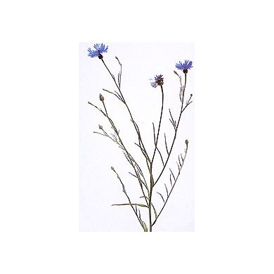 Bleuet - Fleurs en vrac