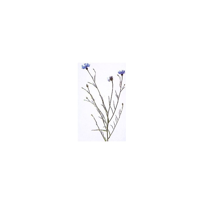 Bleuet - Fleurs en vrac