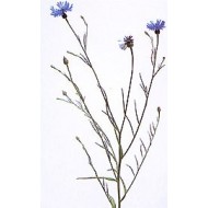 Bleuet - Fleurs en vrac