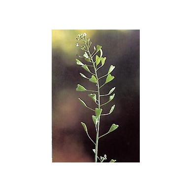 Bourse à pasteur - Parties aériennes en vrac BIO