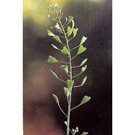 Bourse à pasteur - Parties aériennes en vrac BIO