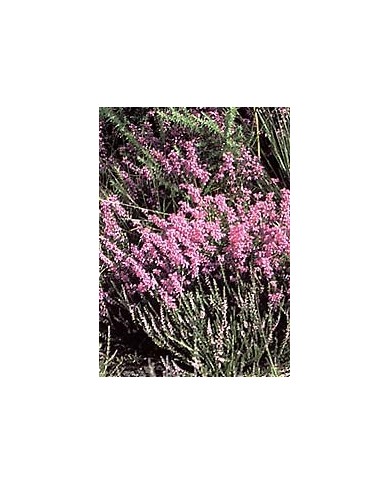 Bruyère - Fleurs en vrac BIO Bruyère - Fleurs en vrac BIO