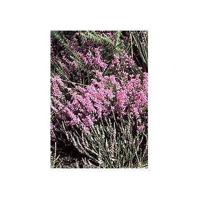 Bruyère - Fleurs en vrac BIO Bruyère - Fleurs en vrac BIO