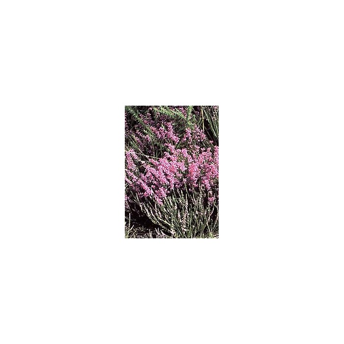 Bruyère - Fleurs en vrac BIO