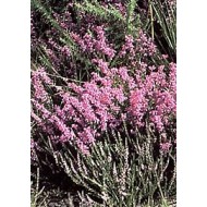 Bruyère - Fleurs en vrac BIO Bruyère - Fleurs en vrac BIO