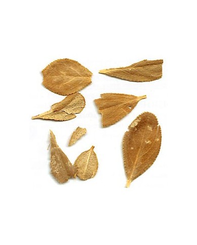 Buchu - Feuilles en vrac Buchu - Feuilles en vrac