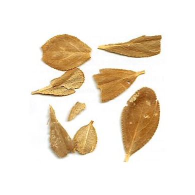 Buchu - Feuilles en vrac Buchu - Feuilles en vrac