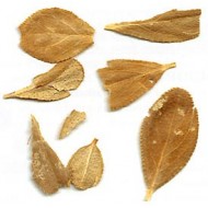 Buchu - Feuilles en vrac Buchu - Feuilles en vrac