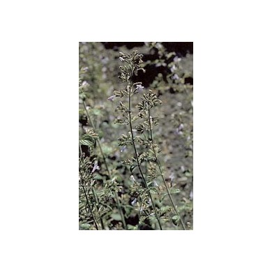 Calament partie aérienne en vrac