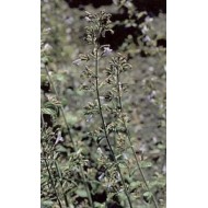 Calament partie aérienne en vrac