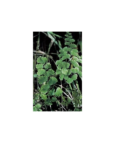 Capillaire vert - Fronde en vrac Capillaire vert - Fronde en vrac