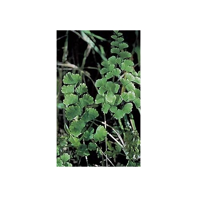Capillaire vert - Fronde en vrac Capillaire vert - Fronde en vrac