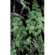 Capillaire vert - Fronde en vrac Capillaire vert - Fronde en vrac
