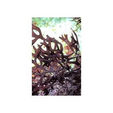 Carragaheen thalle en vrac