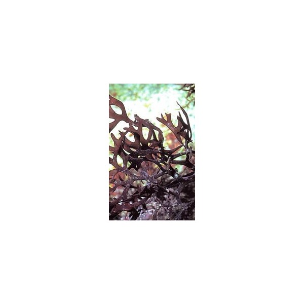 Carragaheen thalle en vrac