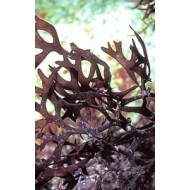 Carragaheen thalle en vrac