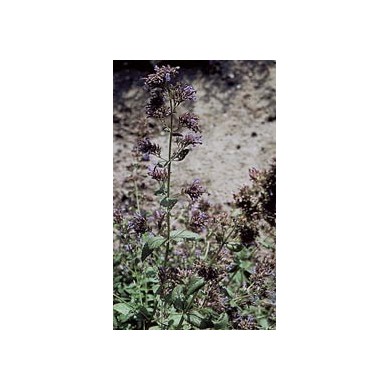 Cataire - parties aérienne en vrac Cataire - parties aérienne en vrac