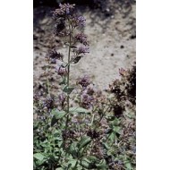 Cataire - parties aérienne en vrac Cataire - parties aérienne en vrac