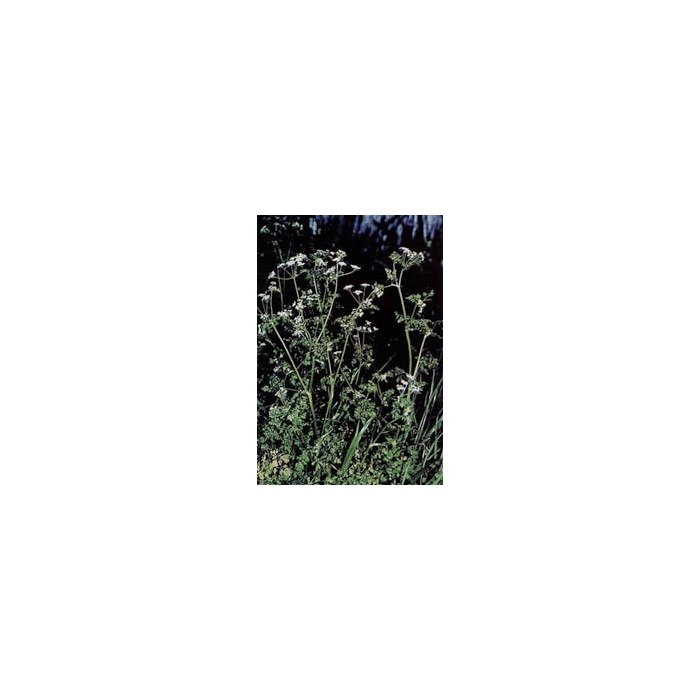 Cerfeuil - Feuilles en vrac