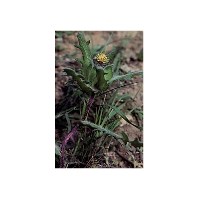 Chardon béni - partie aériennes en vrac Chardon béni - partie aériennes en vrac