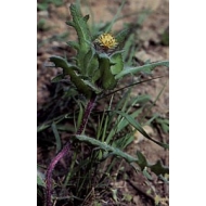 Chardon béni - partie aériennes en vrac Chardon béni - partie aériennes en vrac