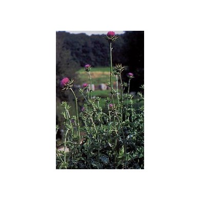 Chardon marie - parties aériennes en vrac BIO Chardon marie - parties aériennes en vrac BIO