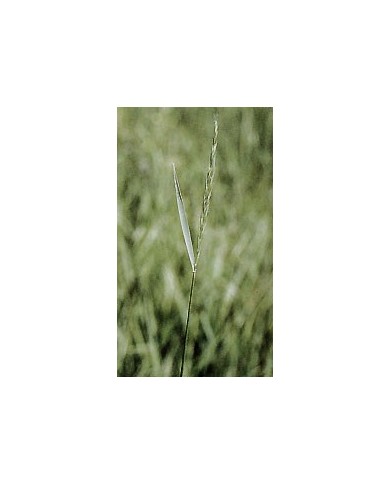 Chiendent - Rhizomes en vrac Chiendent - Rhizomes en vrac