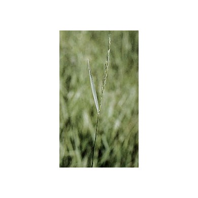 Chiendent - Rhizomes en vrac Chiendent - Rhizomes en vrac