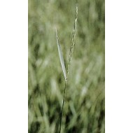 Chiendent - Rhizomes en vrac