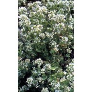 Cochléaire - Feuille en vrac Cochléaire - Feuille en vrac