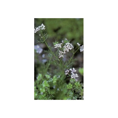 Coriandre - semences en vrac Coriandre - semences en vrac