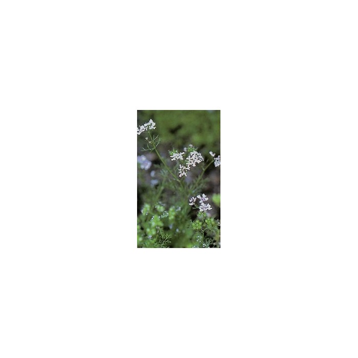 Coriandre - semences en vrac