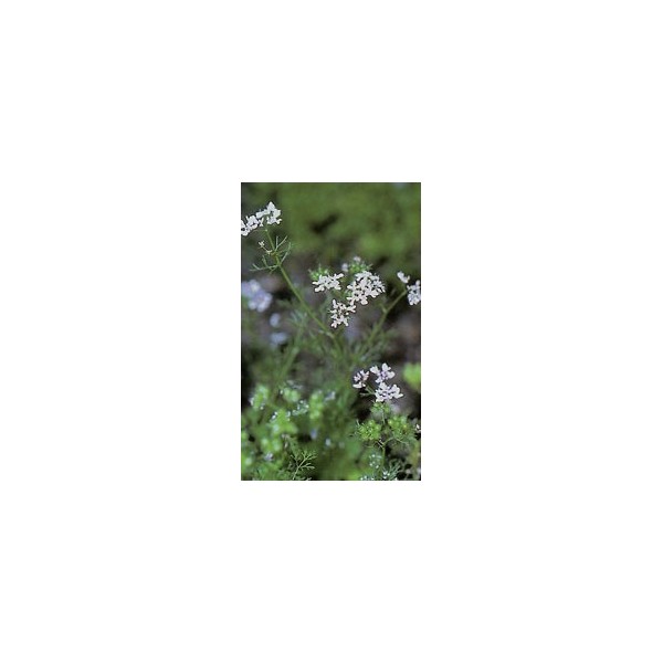 Coriandre - semences en vrac