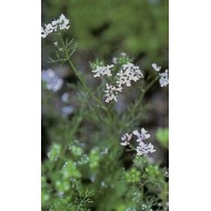 Coriandre - semences en vrac Coriandre - semences en vrac