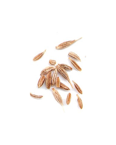 Cumin - semences en vrac Cumin - semences en vrac