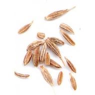 Cumin - semences en vrac