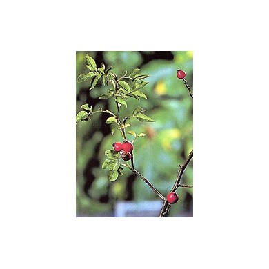 Cynorrhodon - enveloppe de la baie en vrac Cynorrhodon - enveloppe de la baie en vrac