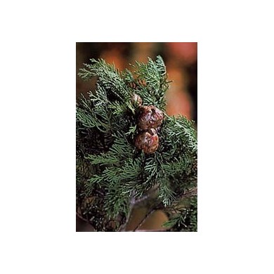 Cyprès - noix en vrac