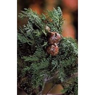 Cyprès - noix en vrac