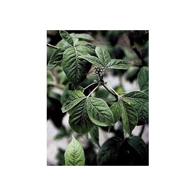 Eleuthérocoque - Racines en vrac Eleuthérocoque - Racines en vrac