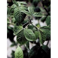 Eleuthérocoque - Racines en vrac Eleuthérocoque - Racines en vrac