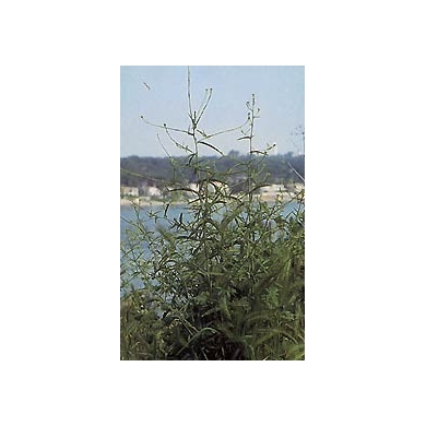 Erysimum - parties aériennes en vrac