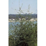 Erysimum - parties aériennes en vrac