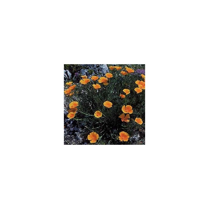 Escholtzia - Parties aériennes en vrac BIO