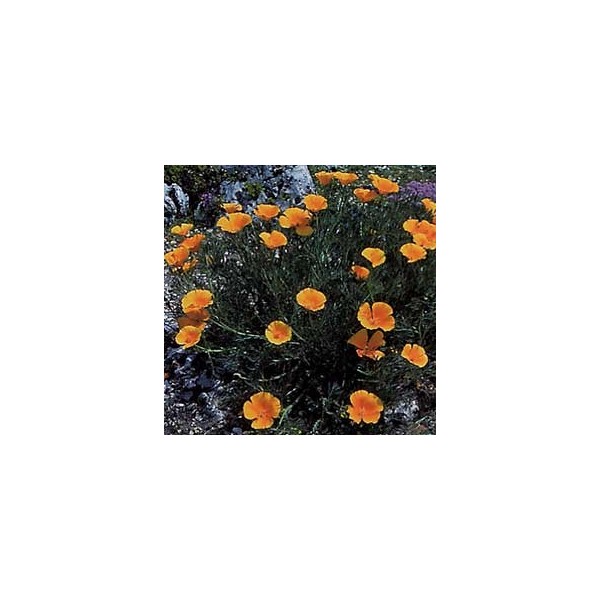 Escholtzia - Parties aériennes en vrac BIO